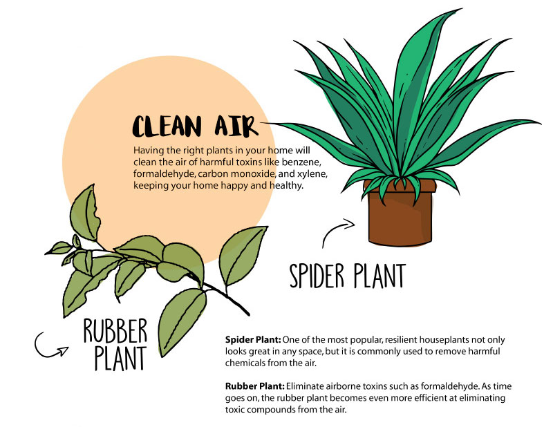 Studio plants: Clean the air