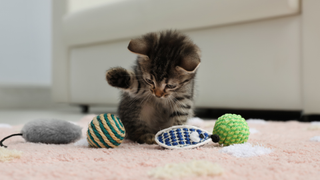 Kitten playing with selection of cat toys