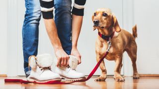 Owner getting ready to leave the house with dog