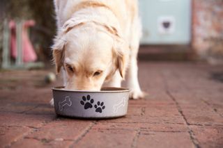  恒温性ポイントは適応的でありえます。 たとえば、食事を前にすると、体は、血糖値とエネルギー貯蔵量を制御するために格闘するのではなく、入ってくるカロリーの洪水に備えるために、インスリン、グレリン、その他のホルモンを余分に分泌します。