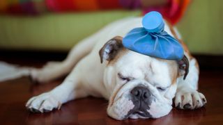 Can Dogs Get a Cold or Flu?
