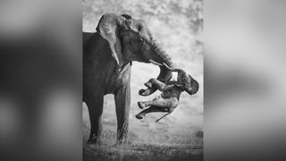 Black-and-white photo of an adult elephant lifting a deceasedl calf with its trunk and tusk