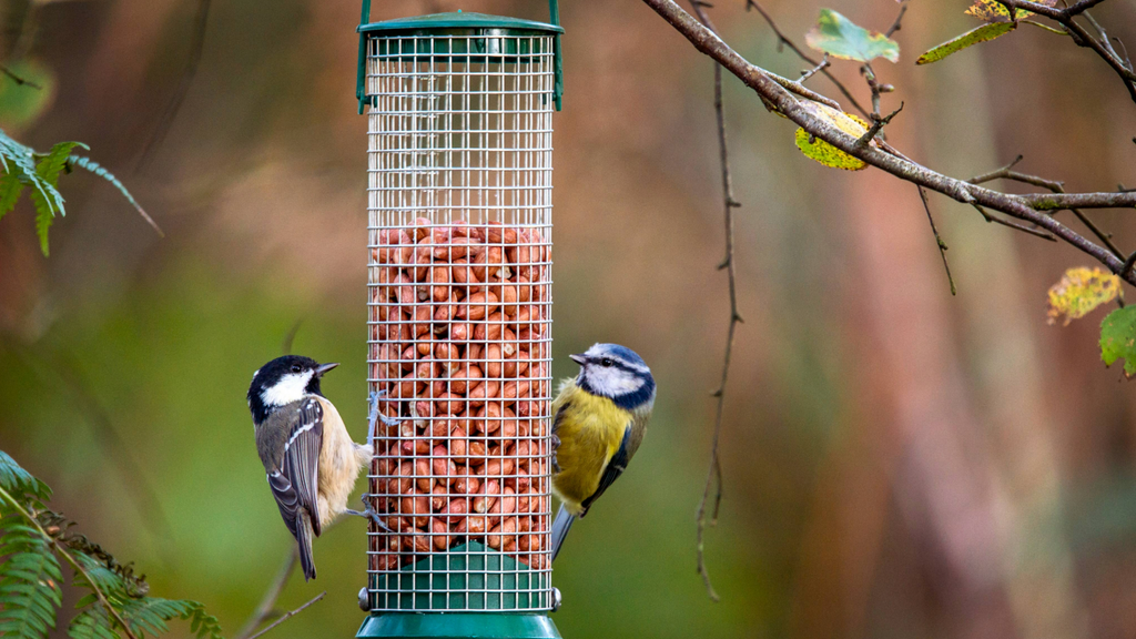 11 ways to attract more birds to your garden (and help nature thrive ...