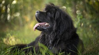 Fluffy Newfoundland panting