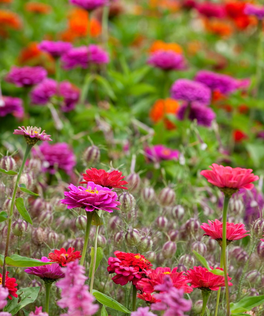 How to collect zinnia seeds: for an endless supply of blooms | Homes ...