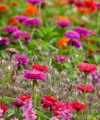 growing zinnias for cut flowers