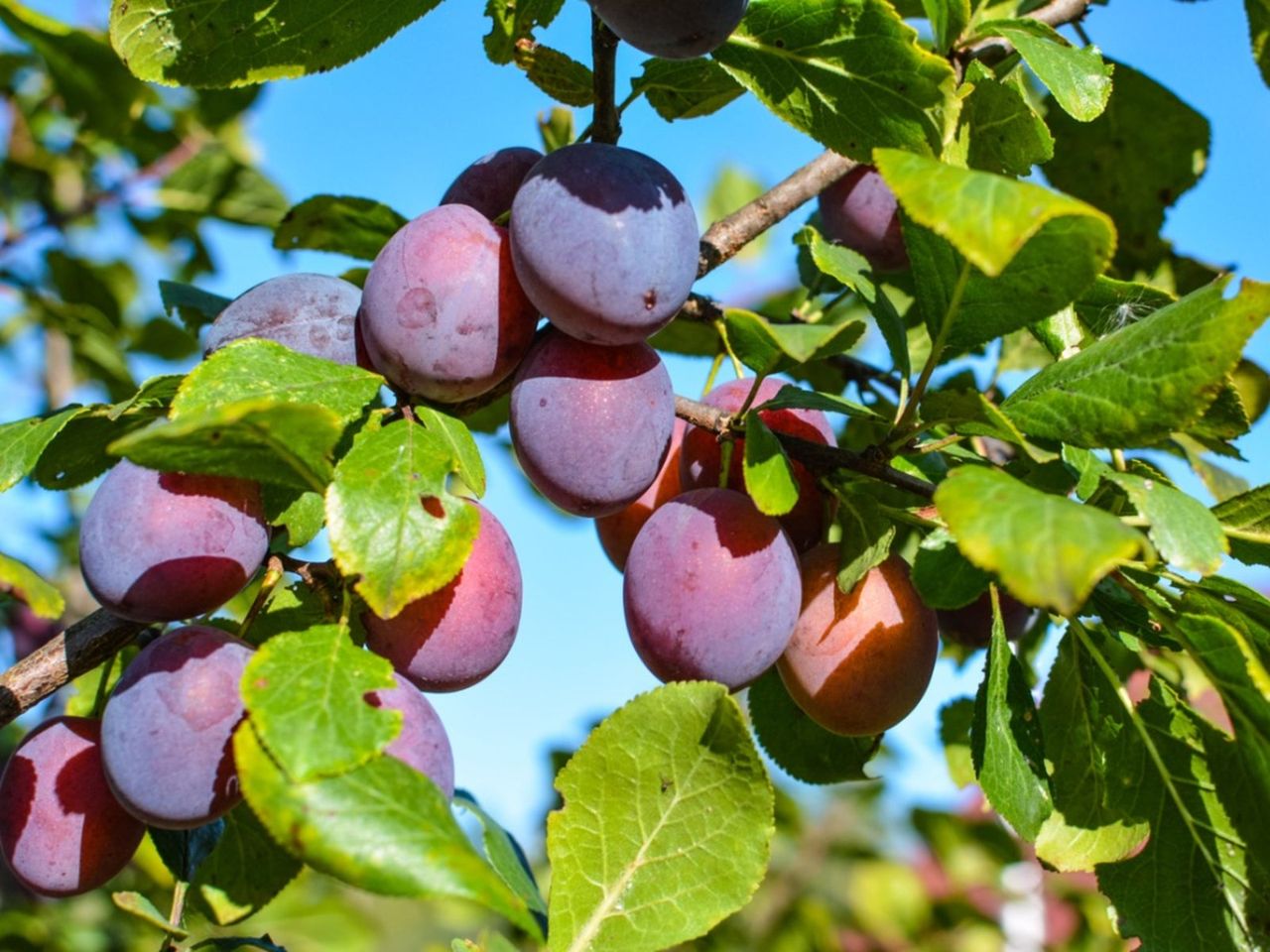 Dropping Leaves On A Plum Tree