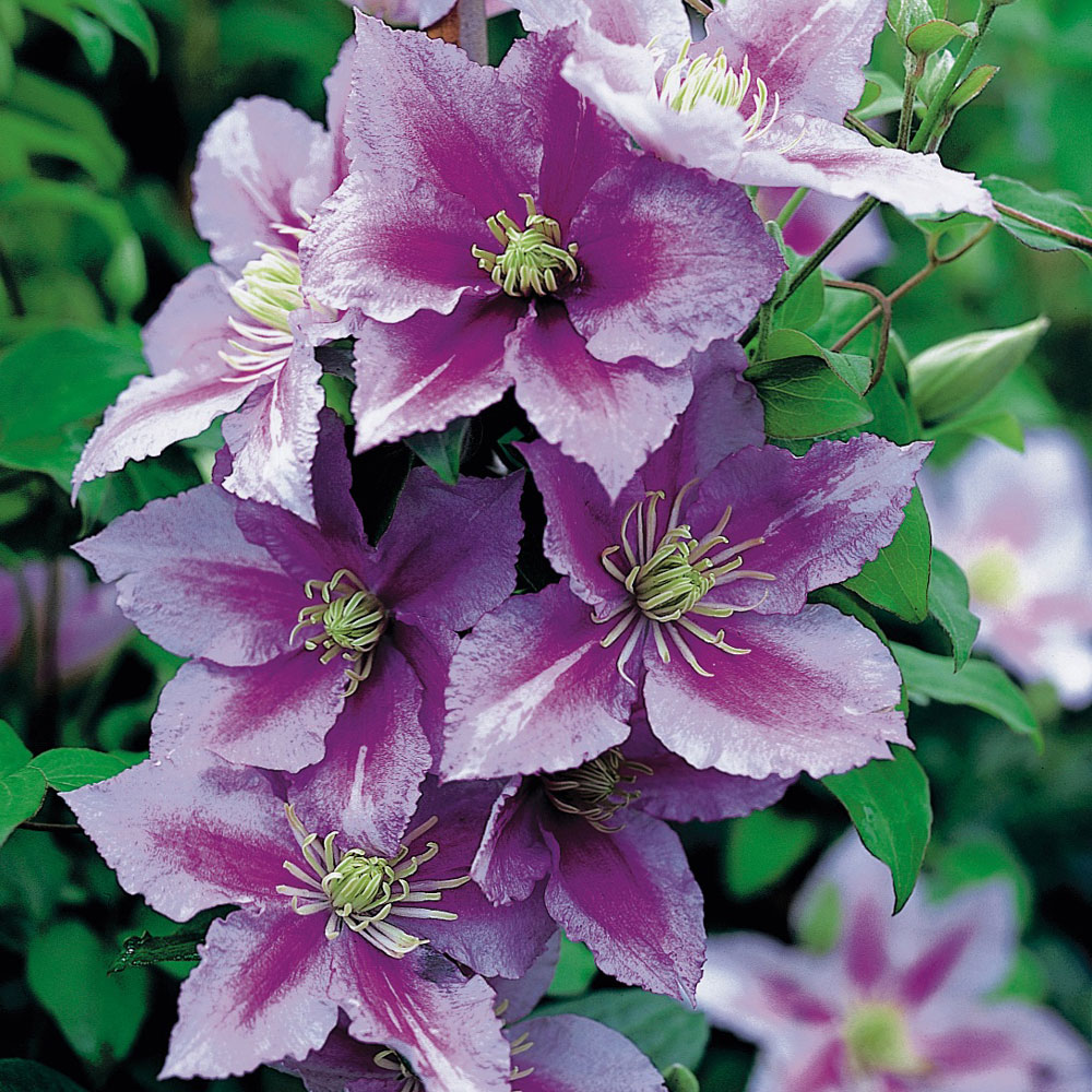 Aldi plants to buy from Fuschias & Geraniums to hanging basket plants