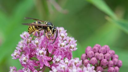 A yellowjacket on a pink flower