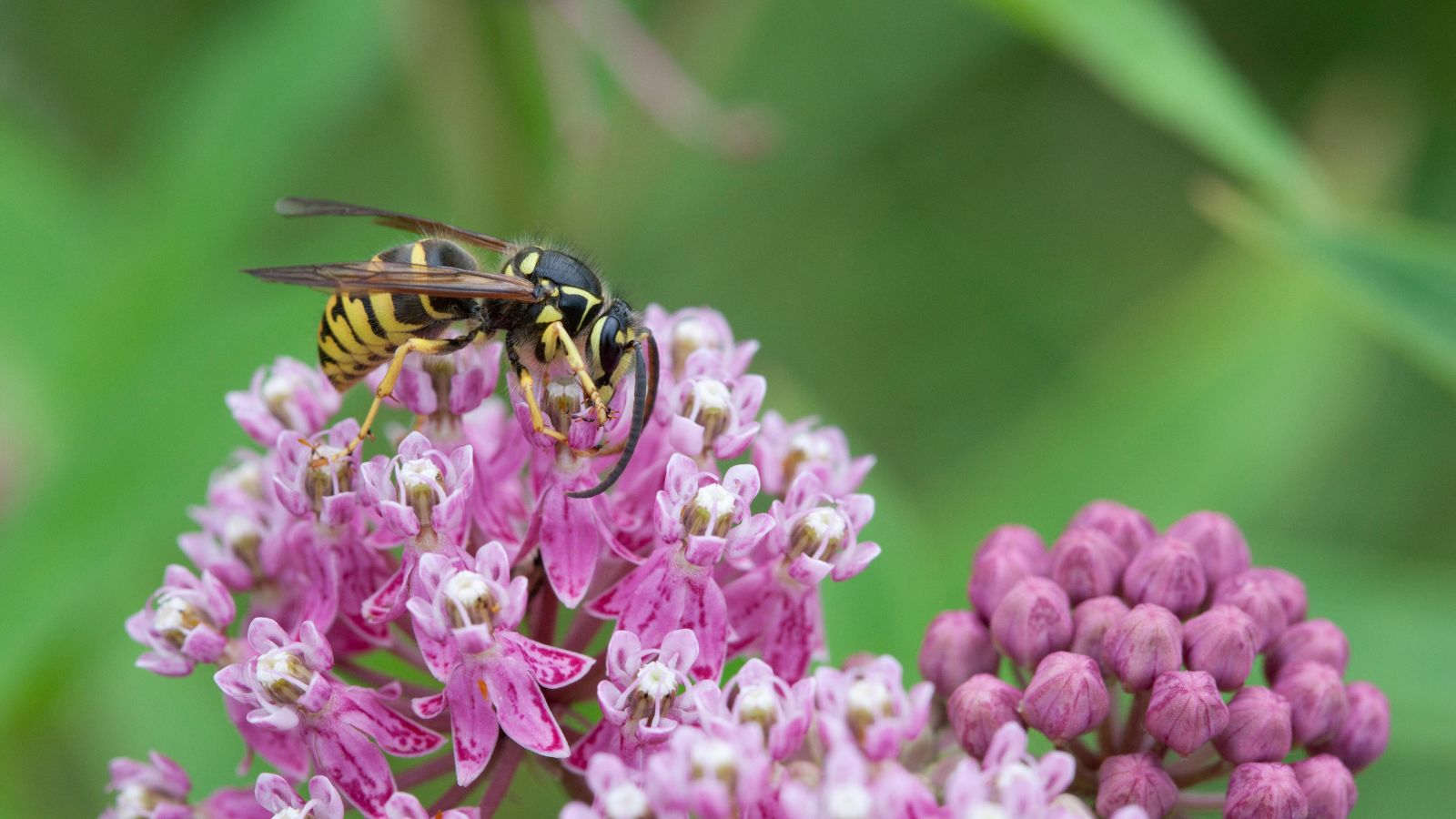 How to get rid of yellowjackets: from your yard and home