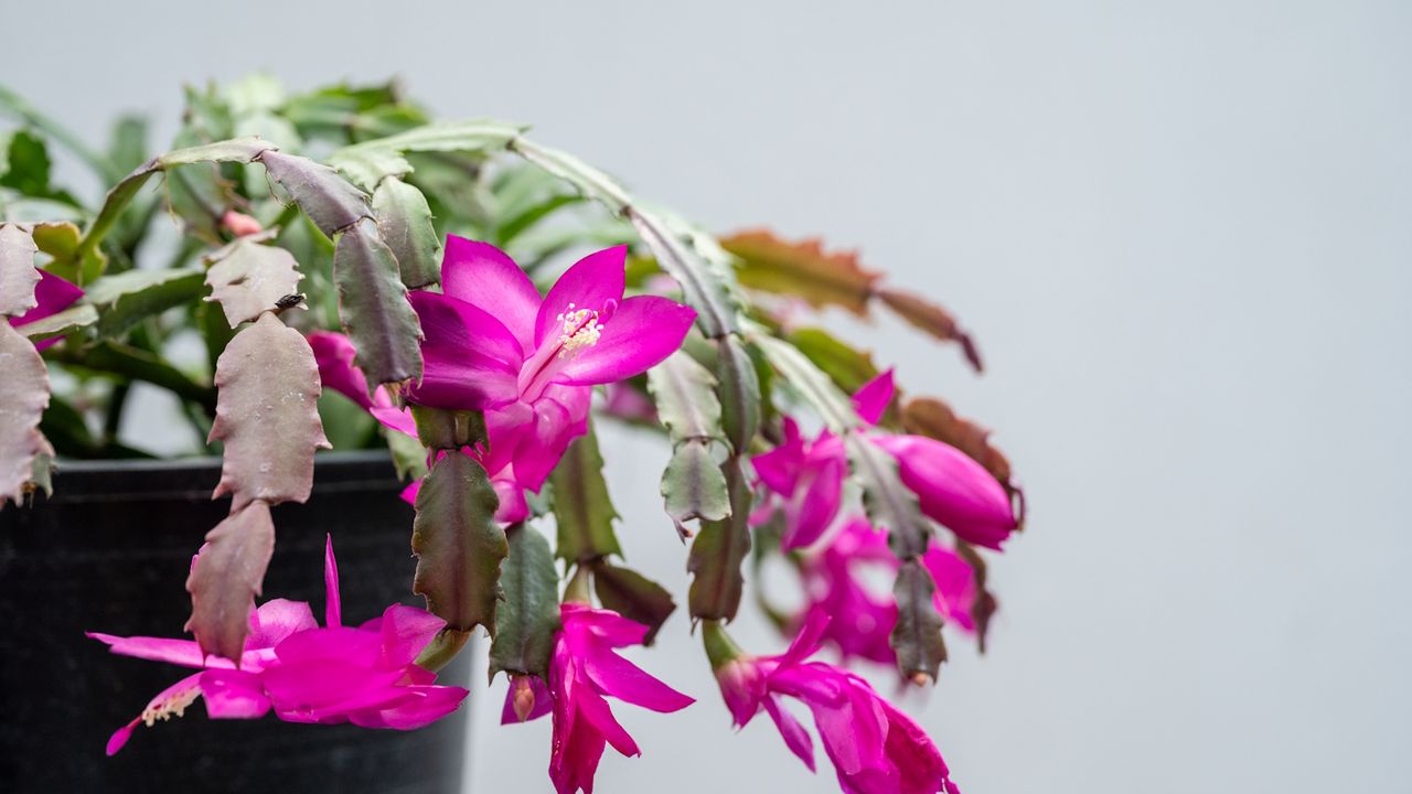 Close up of Thanksgiving cactus with magenta flowers blooming, in black pot