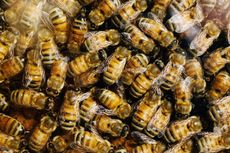 Bees huddled into a hive