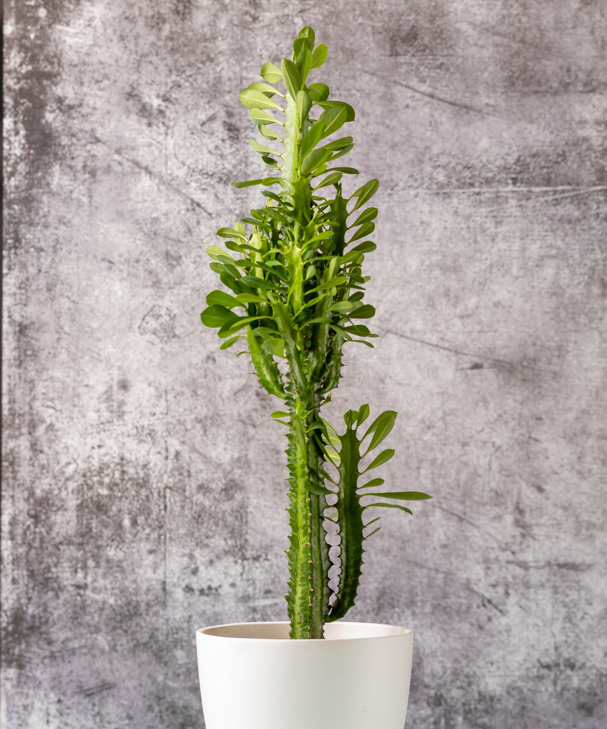 African milk tree in white pot