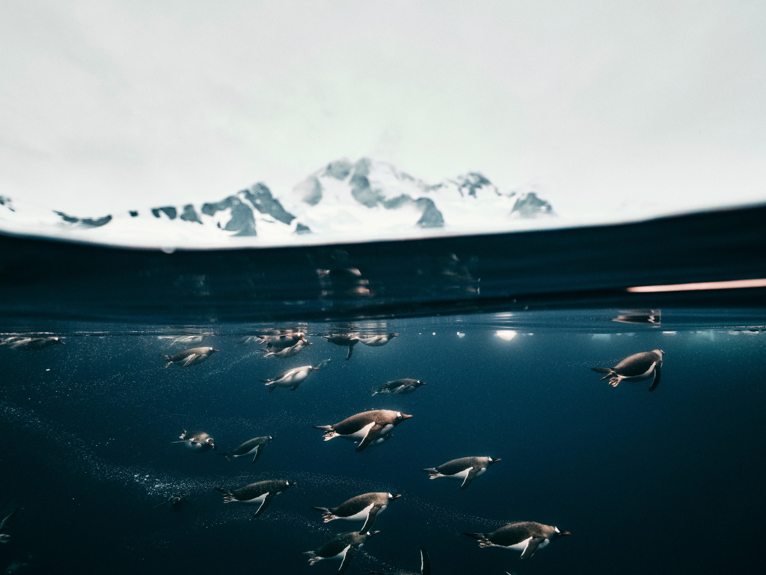 Half and half photograph by nature and documentary photographer Matt Sharp, of penguins swimming in the Antarctic Ocean, with snow-covered mountains in the background