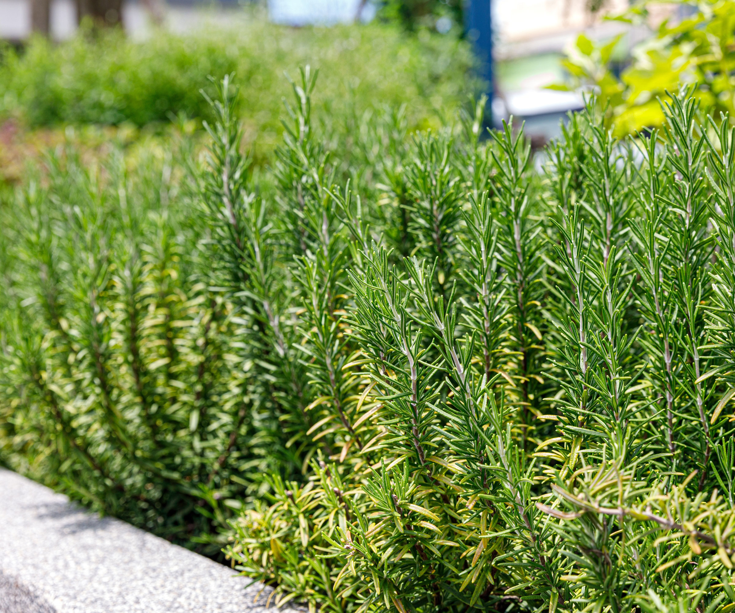 fresh rosemary growing in summer
