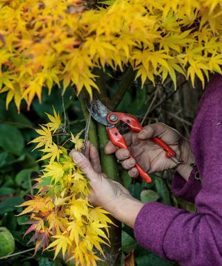 pruning an acer