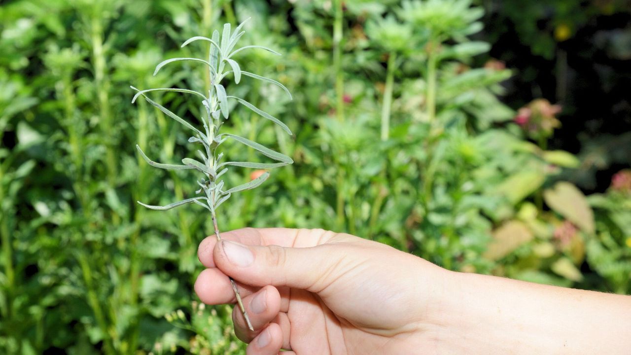 Cutting of Lavender for Propagation