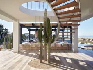 Several cacti rise up from the floor at Kimpton Mas Olas Resort and Spa in Mexico