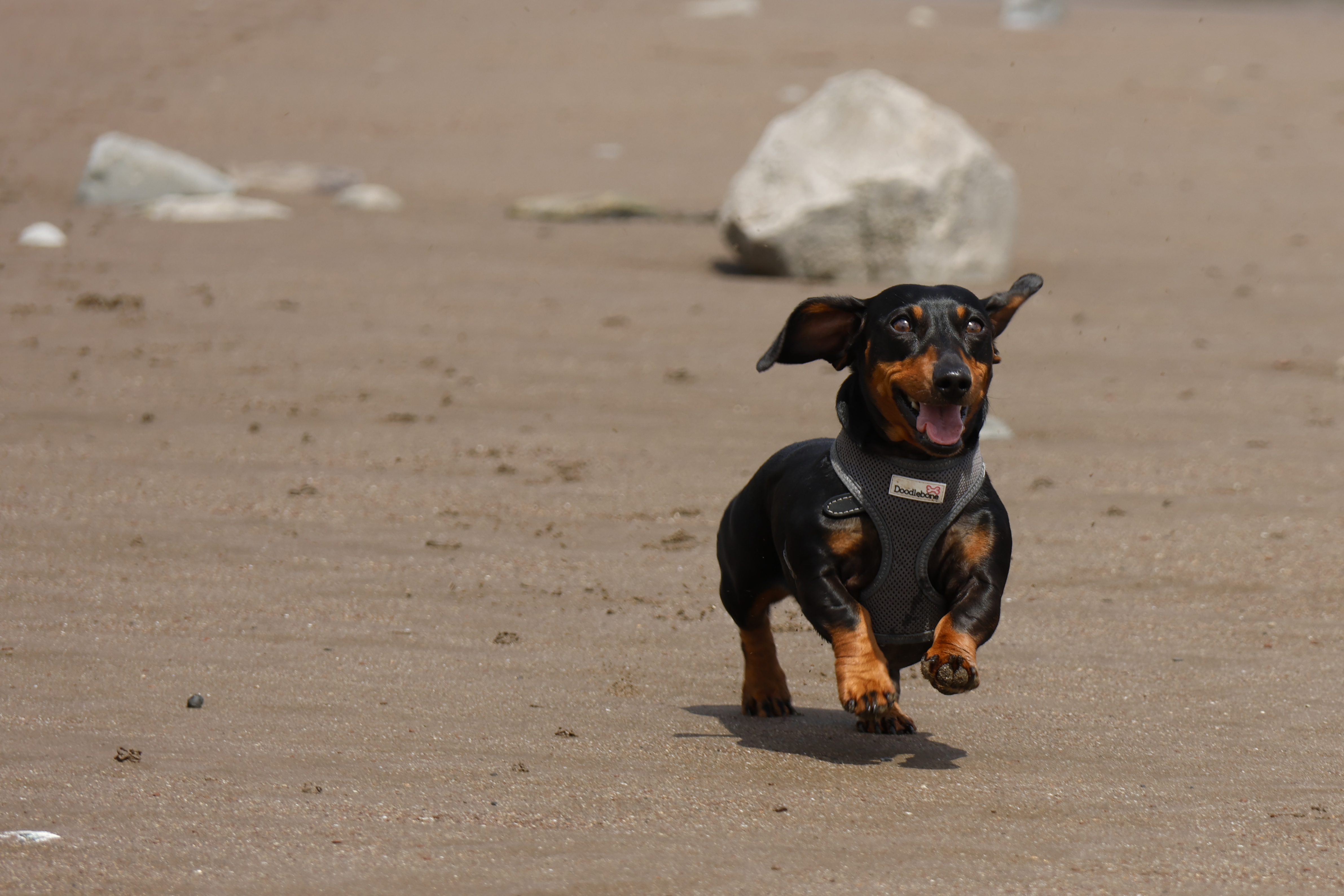 A small dog running on the beach
