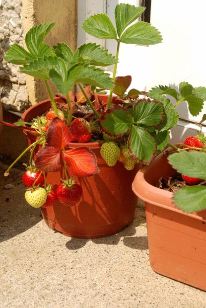Strawberries Growing From Containers