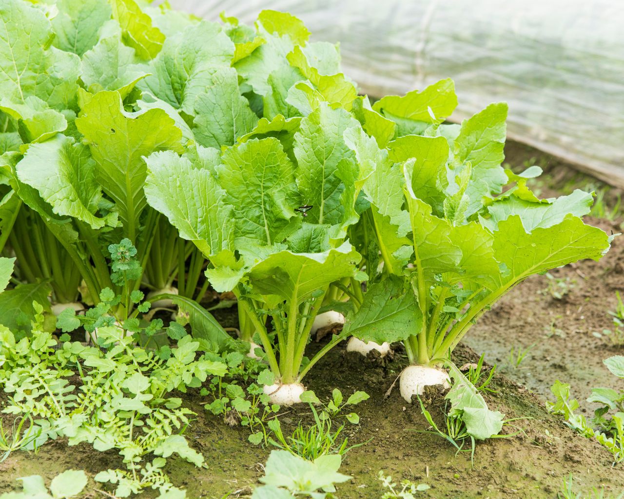 How to grow turnips expert planting, growing and care tips Gardeningetc