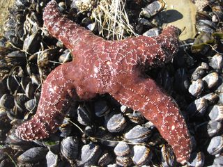 A diseased sea star in California.