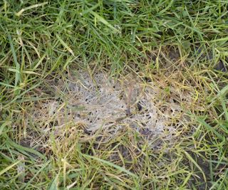 Snow mould causing dying patches on grass