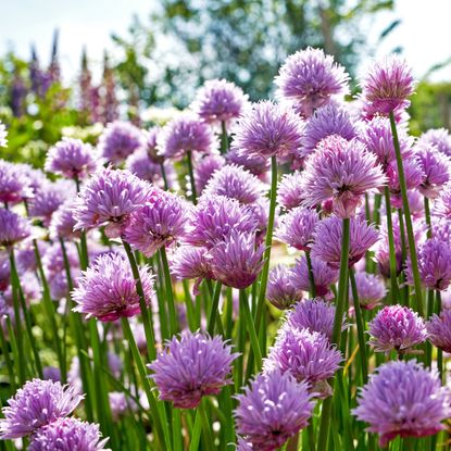 Chive flowers growing in garden