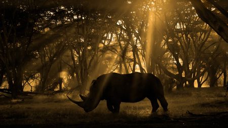 Silhouette of rhino in a forest with golden light filtering through the canopy 