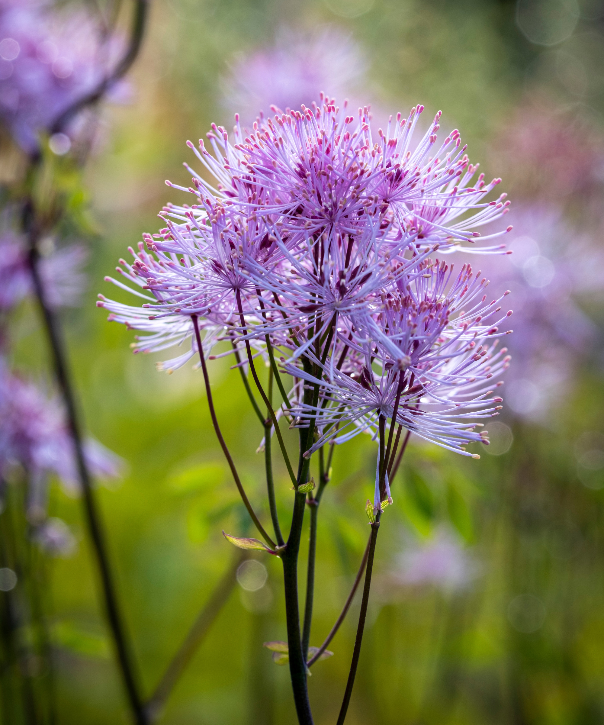 Thalictrum 'Nimbus Pink'