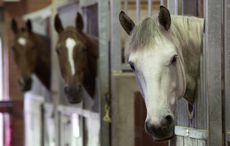 What makes a police horse? You can find out in our regular catch up with Jingle the latest recruit to the GMP mounted unit. His trainer Paul Hodgkinson gives us an update. &ldquo;Recently Jingle, who was the star of the Crimewatch Roadshow on 10 June, met two real stars. He was given his first taste of a crowd situation at the X Factor auditions at Old Trafford Cricket Ground. Jingle loved all the attention and he even got to meet Simon Cowell and Mel B. &ldquo;There were large X Factor flags blowing around and a lot of people wanted to come over to see Jingle and his accompanying experienced police horse Maxwell. It was not bad at all for his first outing. He behaved exceptionally well and was happy to stand next to the crowd without any concerns. After that we headed off to Manchester United&rsquo;s ground for a walk around and get him used to the surroundings there. &ldquo;Jingle had has first school visit on Tuesday 1 July when he went to St Peter&rsquo;s Catholic Primary School, in Wythenshawe. He met lots of children from nursery age up to about six years old. &ldquo;He thoroughly enjoyed all the attention he got from the children who came over to stroke him, not to mention the attention from the teachers. He coped very well with the large numbers of people coming out into the playground. They were making lots of noise which was great experience for him and it showed he is growing in confidence all the time.&rdquo; Keep checking for further updates on Jingle&rsquo;s progress as he continues on his journey to earn his stripes as a fully-fledged police horse. Produced by Corporate & Media Imaging, Corporate Communications, Greater Manchester Police.