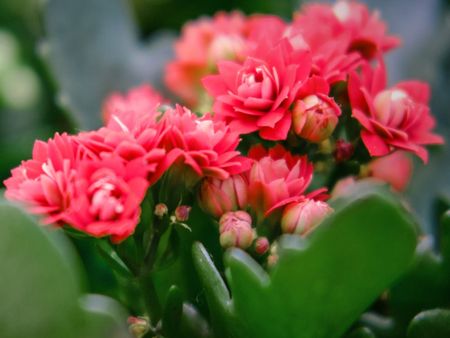 Red Flaming Katy Plant