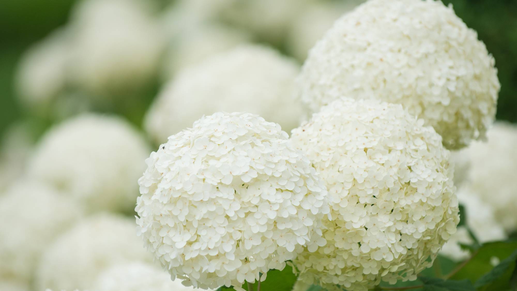 Spherical white hydrangea heads