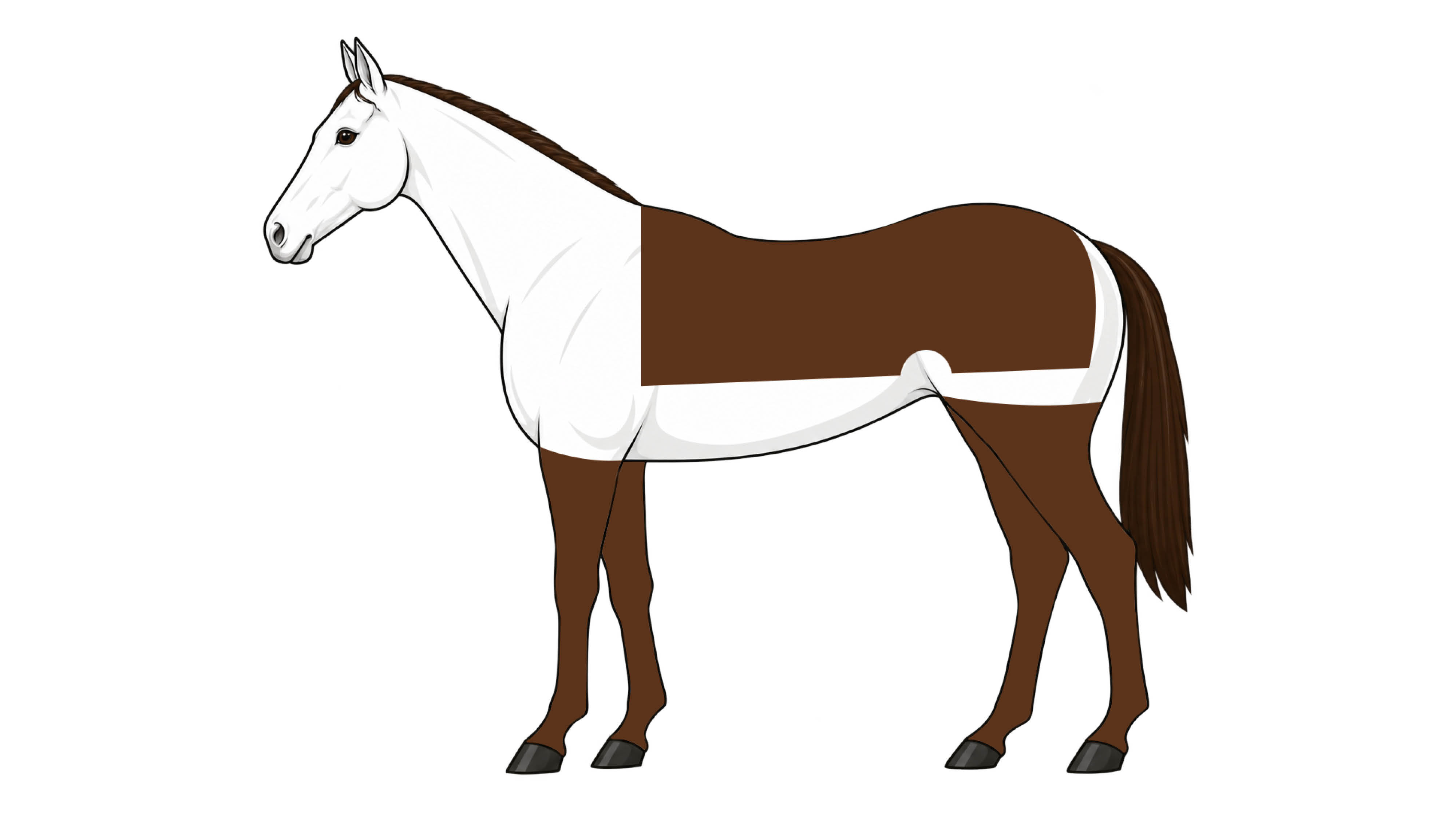 Diagram of blanket clip, with hair left on legs and across the back