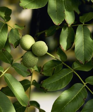 Green walnuts growing on a walnut tree in the sunshine
