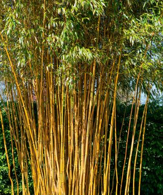 Closeup of tall bamboo, Phyllostachys aureosulcata f. spectabilis