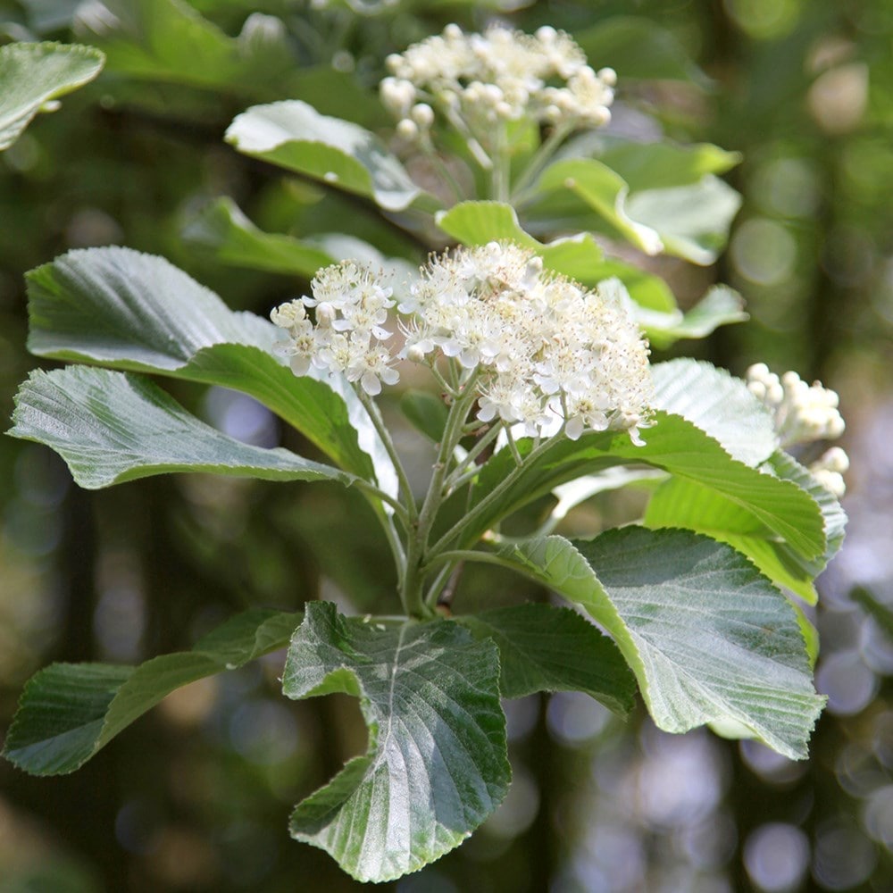 Sorbus Aria 'lutescens'