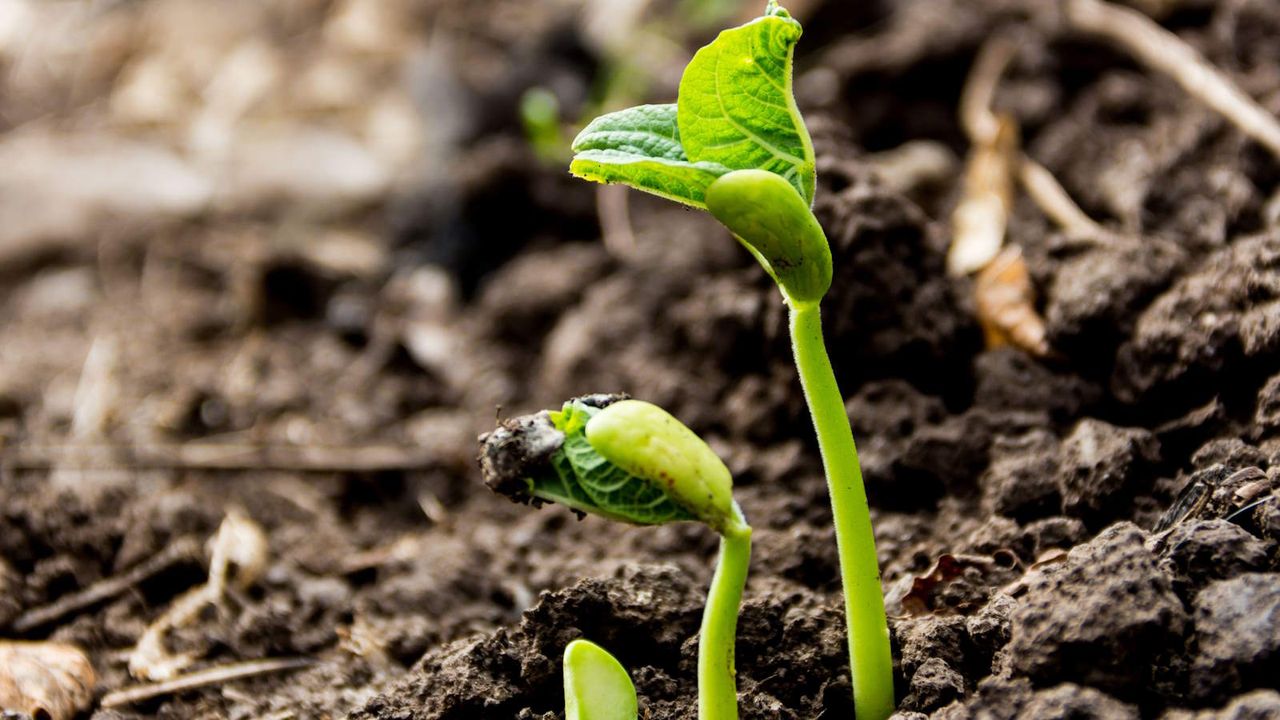 Seeds germinating in soil