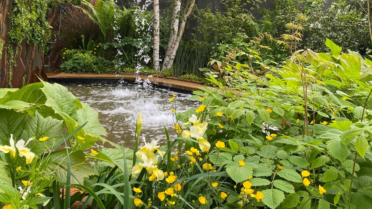 buttercups at sarah eberle&#039;s garden at chelsea flower show 2022