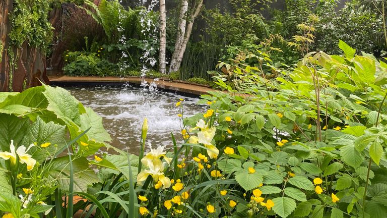 buttercups at sarah eberle's garden at chelsea flower show 2022