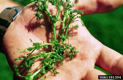 Lawn Spurweed On The Palm Of A Hand