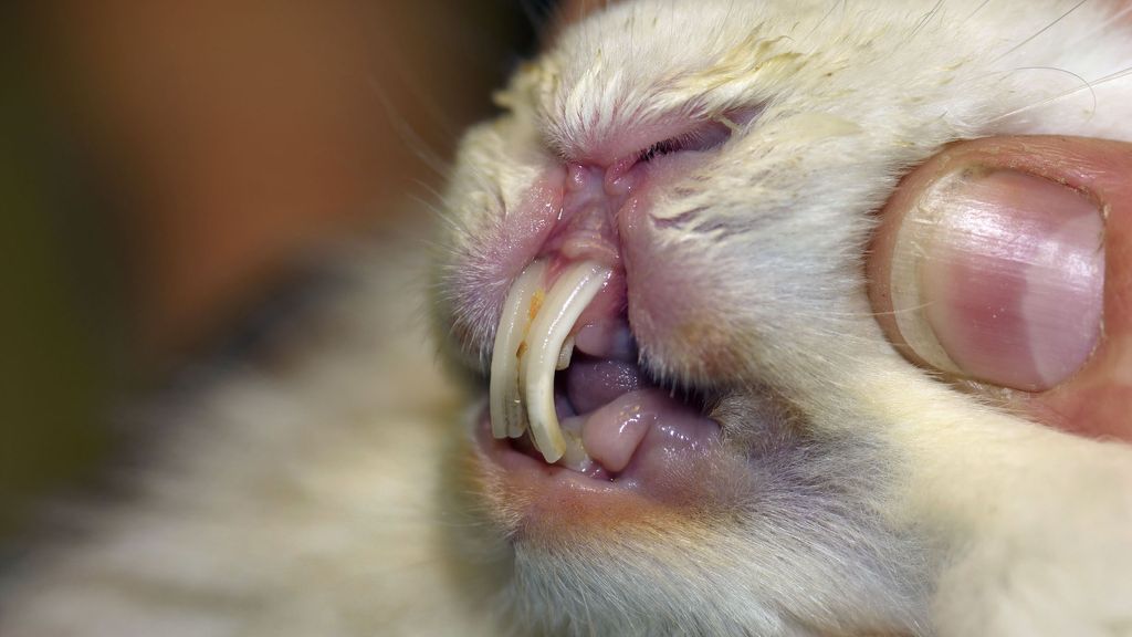 32 common illnesses rabbits can get | PetsRadar