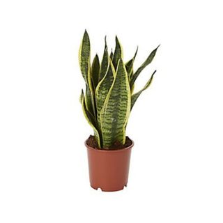 snake plant in plastic pot