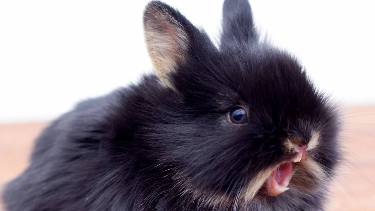Do rabbits bite? Understanding why your bunny bites PetsRadar