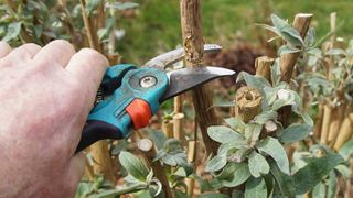 A pair of pruners cutting a thick branch of a lilac bush