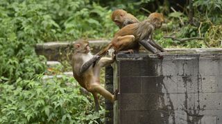 three Rhesus macaques, a small brownish red monkey, climb on a small stone wall in a jungle