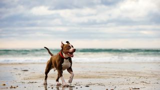 Medium dog breeds: Pit Bull running along the beach