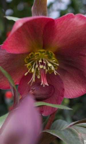 Frostkiss&amp;trade; Anna's Red Lenten Rose - #1 Container