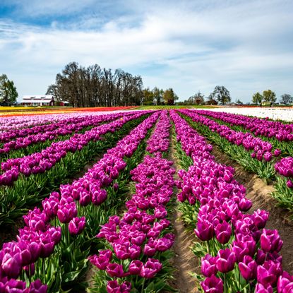 tulip field full of purple and white tulips
