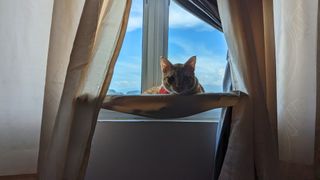 Namerah's cat Alfred resting on a cat window perch with a Chipolo Bluetooth tracker on his neck.